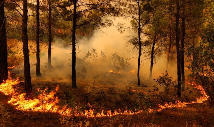 Brasil Registra 22 Mil Focos de Incêndio em Novembro, com Amazônia à Frente