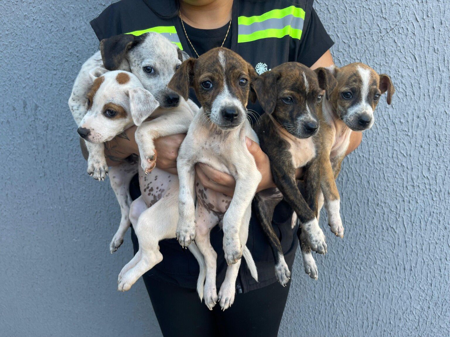 Prefeitura de Senador Canedo reforça o combate ao abandono de animais no Dezembro Verde