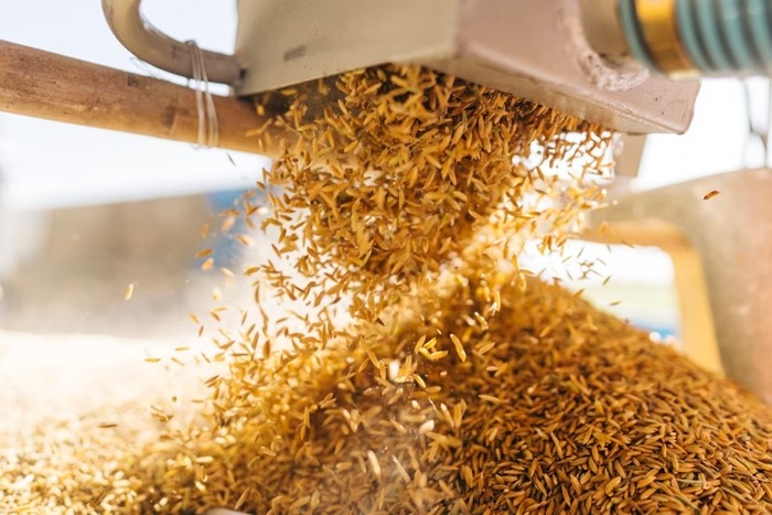 Preço do arroz atinge menor nível em 3 anos com aumento da oferta e recuo no mercado externo