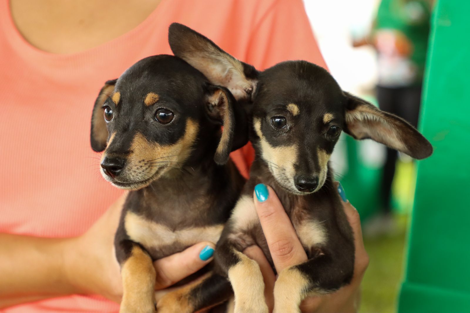 Evento incentiva adoção de animais e oferece serviços gratuitos em Senador Canedo