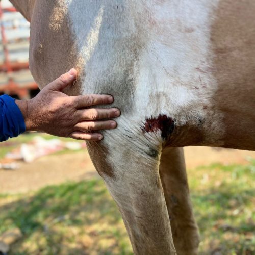 Caso de maus-tratos a égua é investigado em Senador Canedo; ação rápida reforça segurança e proteção animal