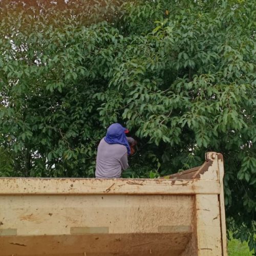 Poda de árvores melhora visibilidade e reforça segurança na Estrada Antiga de Caldazinha