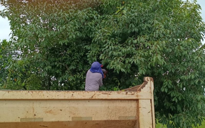 Poda de árvores melhora visibilidade e reforça segurança na Estrada Antiga de Caldazinha