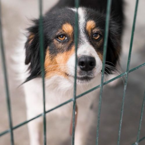 Seminário sobre fiscalização de maus-tratos contra animais tem nova data em Senador Canedo