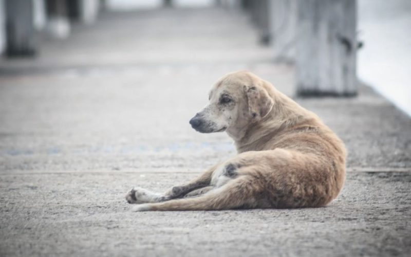 Senador Canedo promove seminário inédito sobre combate a maus tratos contra animais