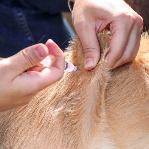 Senador Canedo promove Dia D de Vacinação Antirrábica para proteger pets e prevenir a raiva