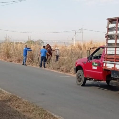 Cavalo é resgatado na GO-403 em ação rápida do Centro de Zoonoses de Senador Canedo