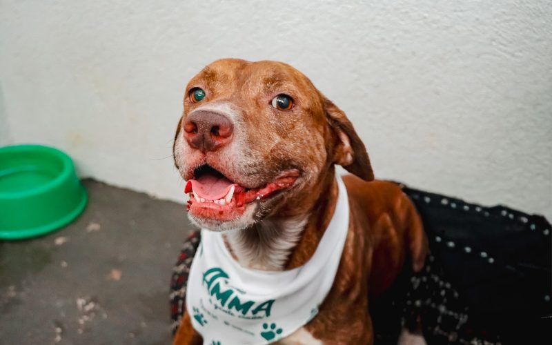 Feira “Adote um Amiguinho” oferece adoção e cuidados veterinários em Senador Canedo