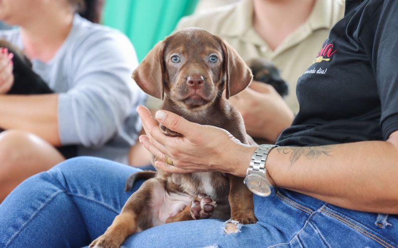 Seminário discute cuidado animal nas escolas em Senador Canedo