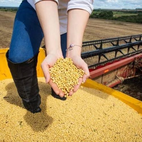 Agropecuária cresce mais de 20% e impulsiona economia de Goiás acima da média nacional