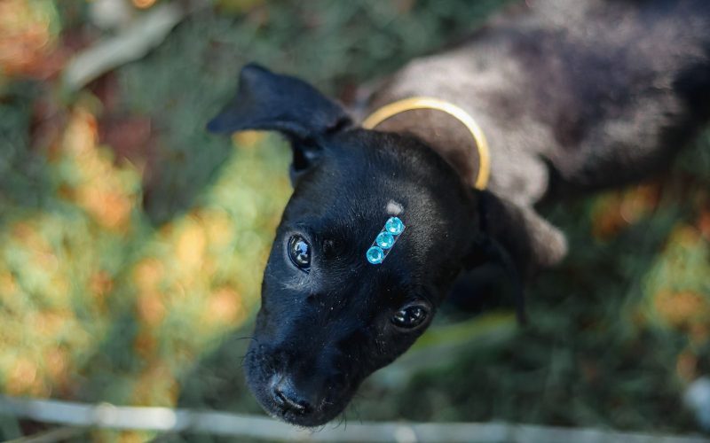 Bem-Estar Animal alcança 200 adoções em 2026 e transforma vidas em Senador Canedo