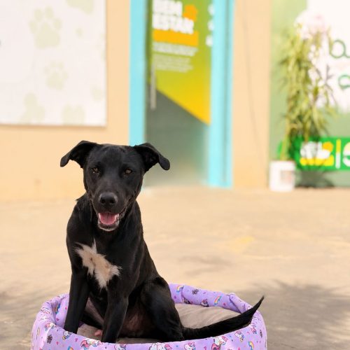 ARRAIÁ DO PAÇO TERÁ “ARRAIAU” COM ADOÇÃO DE PETS E ENTREGA DE CAMINHAS SUSTENTÁVEIS EM SENADOR CANEDO