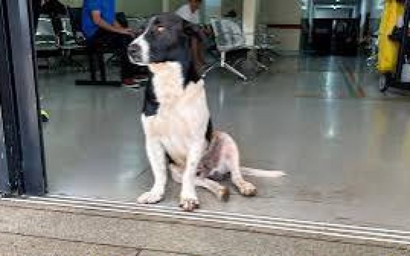 Cachorro espera há duas semanas por tutor que morreu após atendimento em UPA de Goiânia