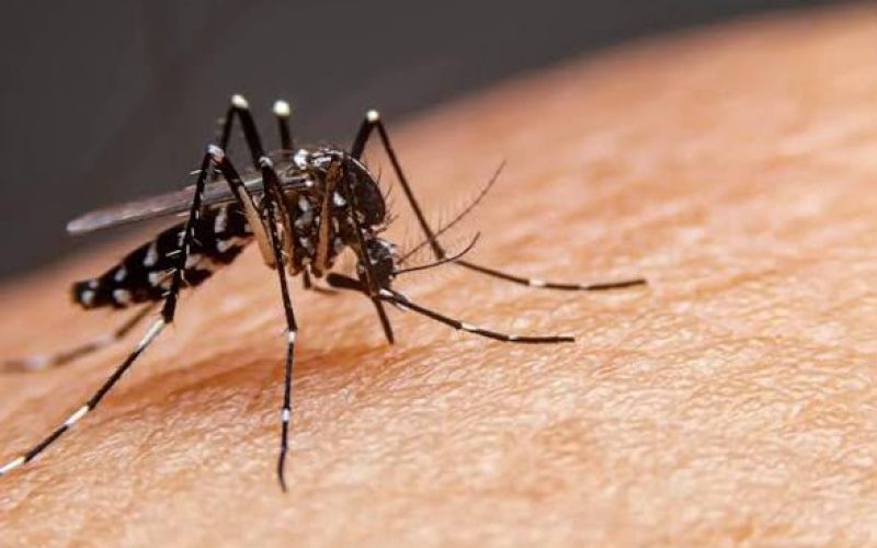 Goiás registra 75 mortes por dengue em 2026; sorotipo 3 preocupa autoridades de saúde