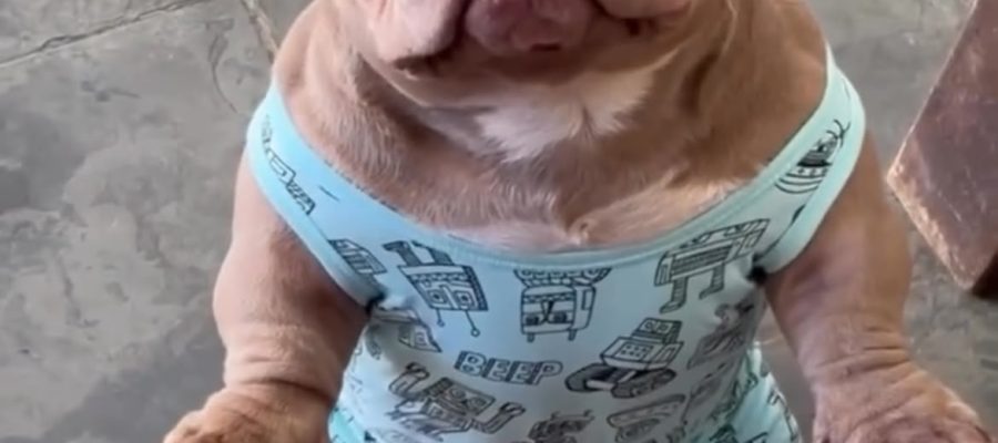 Cachorro aparece de pijama para tomar café da manhã e conquista milhões de visualizações nas redes