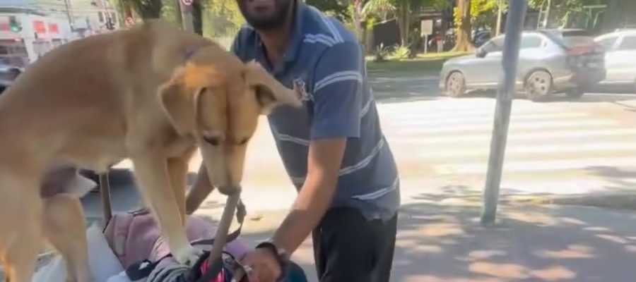 Mesmo vivendo nas ruas, homem emociona a internet pelo cuidado com seus dois cães