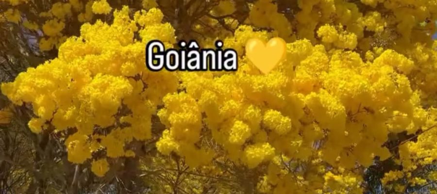 Vídeo dos ipês-amarelos transformando ruas de Goiânia em um tapete dourado encanta a internet