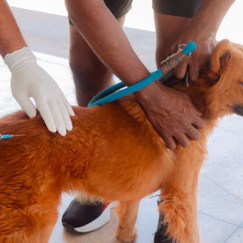 Campanha Antirrábica vacina mais de 3 mil animais em Senador Canedo