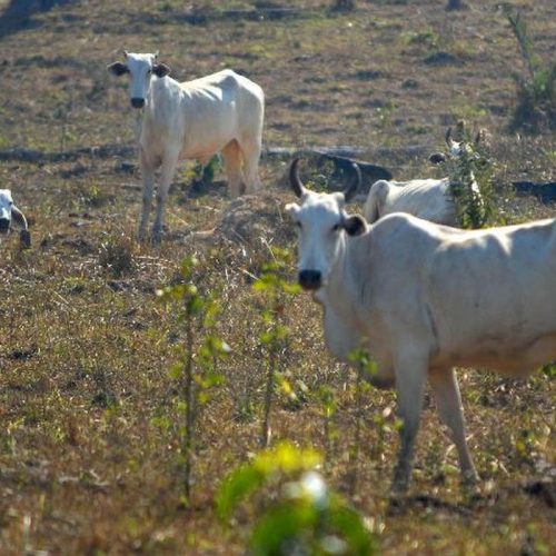 Goiás é o 2º maior emissor de CO₂ na agropecuária; ambientalistas cobram ação política para frear impacto climático