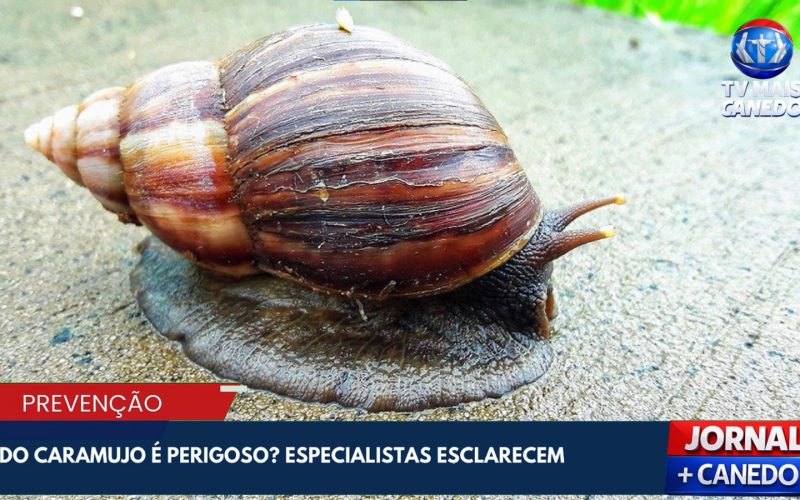 Alerta para riscos de doenças causadas pelo caramujo africano em áreas urbanas