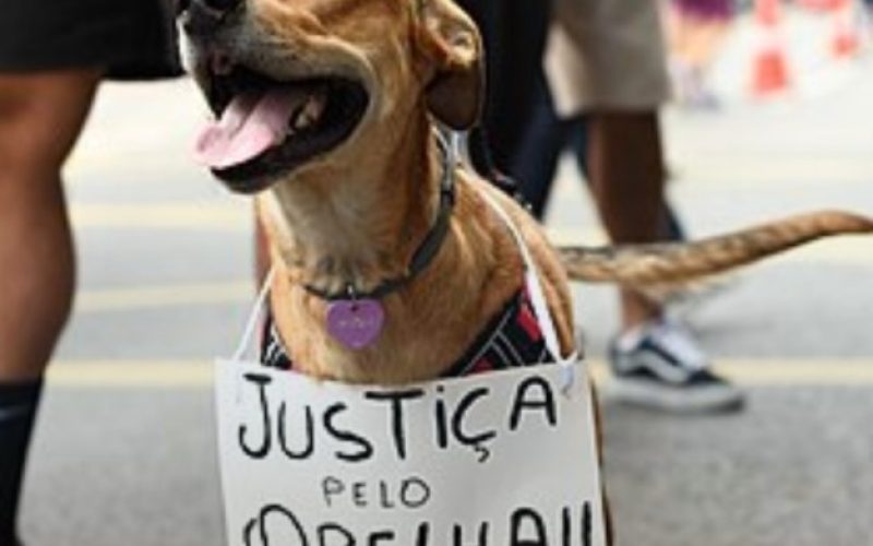 Polícia conclui inquérito sobre morte do cão Orelha e pede internação de adolescente