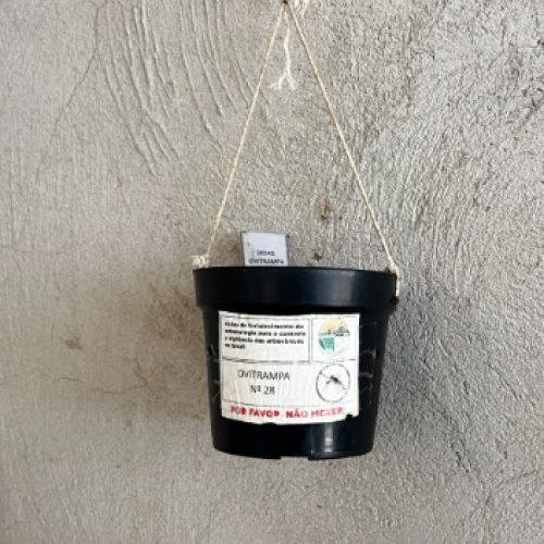 Ovitrampas retiram mais de 218 mil ovos do Aedes aegypti e acendem alerta para dengue em Senador Canedo