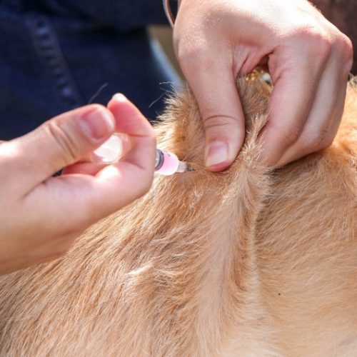 Senador Canedo reforça vacinação antirrábica na UBS Vila São João