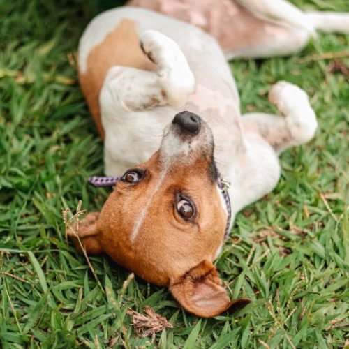 Bem-Estar Animal ultrapassa 6 mil animais vacinados contra a raiva em Senador Canedo