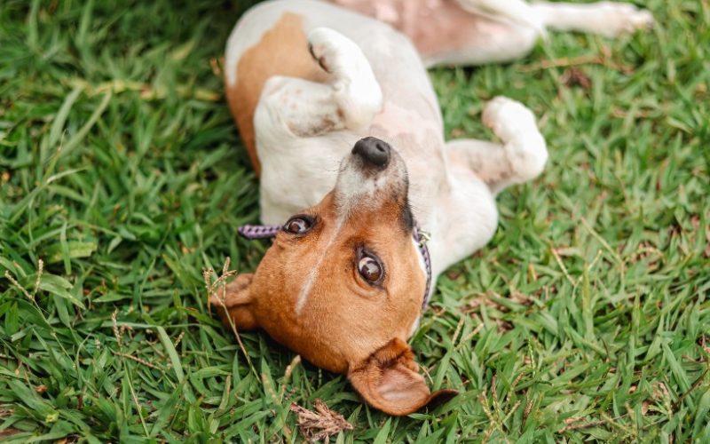 Bem-Estar Animal ultrapassa 6 mil animais vacinados contra a raiva em Senador Canedo