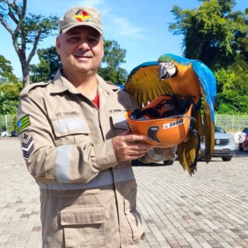 Bombeiros resgatam arara que não conseguia voar em empresa de Senador Canedo